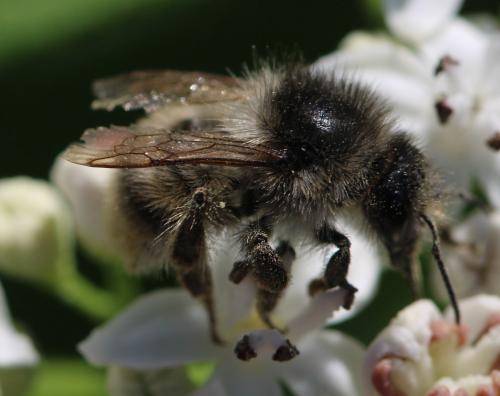 Réf. 305 992 : Bombus sylvarum